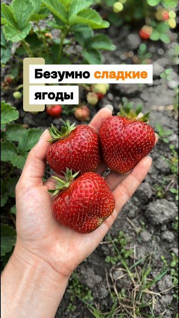 ТОП-3 сорта клубники для Урала и Сибири 🍓 Крупная, сладкая и зимостойкая!