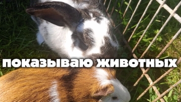 показываю животных 🐾