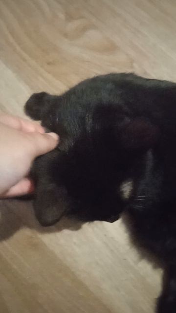 Кот или кошка?