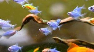 AQUARIUM 4K VIDEO