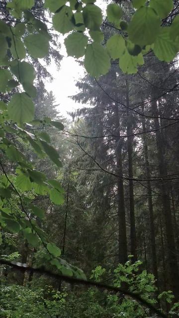 Всем леса