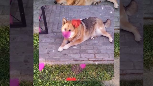 1000067811.mp4 Собака слушает о технологии укладки лфанеры на пол на кухне в гос. в доме А-фрейм