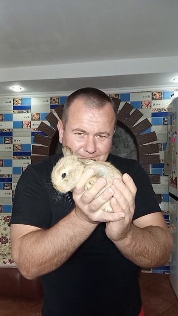 кролики