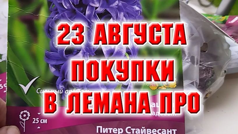 23 августа. Покупки в Леруа Мерлен