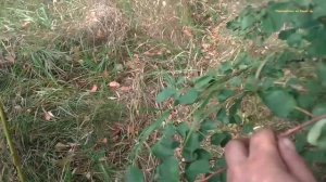 Добыл Медь, яблоки, облипиху, черноплодноую рябину и металл.