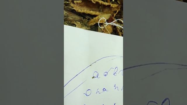 вызываю мятного гнома