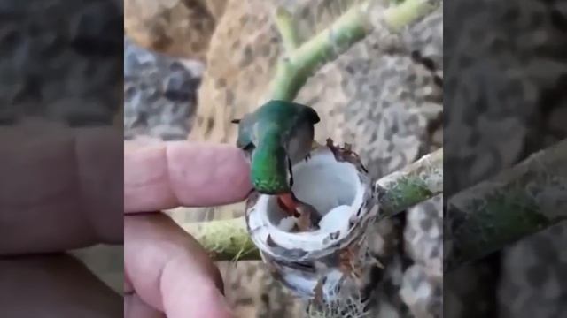 Так выглядят птенцы колибри