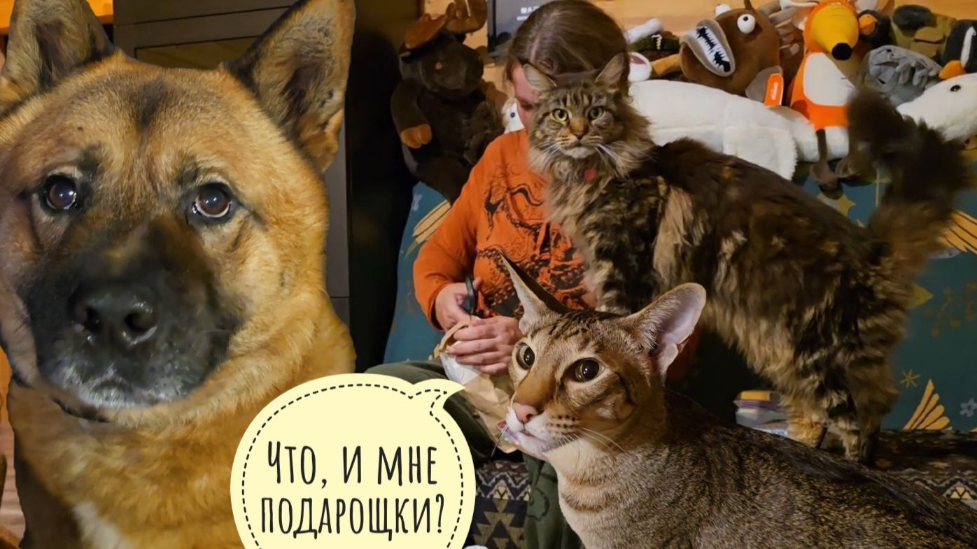 Все ушли на распаковку посылочки, а Артёма забыли! Треугольный кот тоже хочет в распаковку!