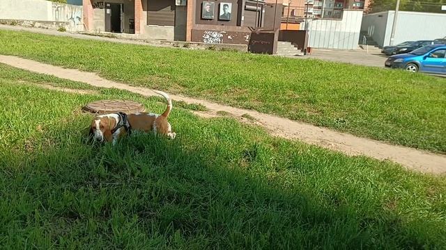 Бассет: ОБОЖАЮ 🥰 ЛЕТО ❤️!
