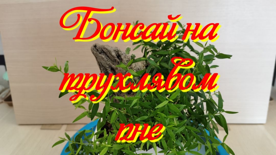 Бонсай на трухлявом пне