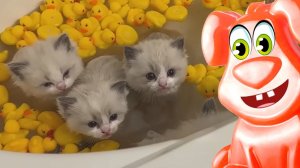 Железная собачка играет с котиками. Мультики. Котики