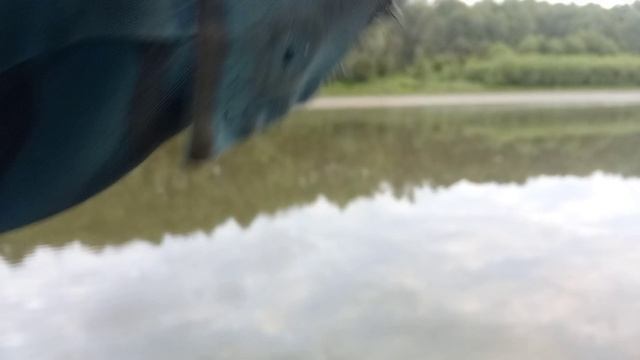 Щука на Донную снасть. Насадка Перловка. Закономерность или случайность.
