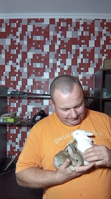 кролики