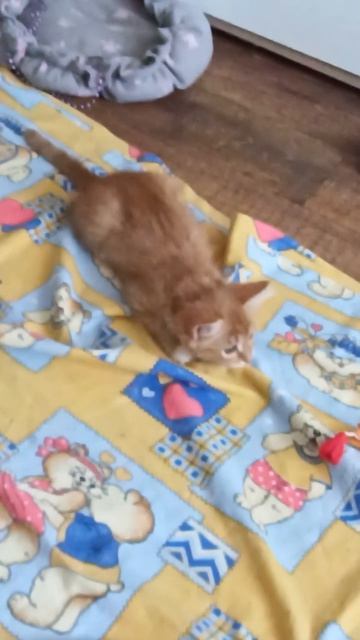 Мини Рыжуля, а характер тот же😂💫😺