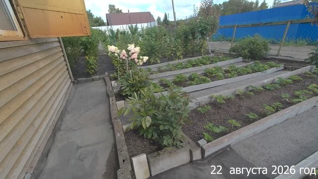 7 соток. Собрала большой урожай. Хроника 22 августа 2026 год