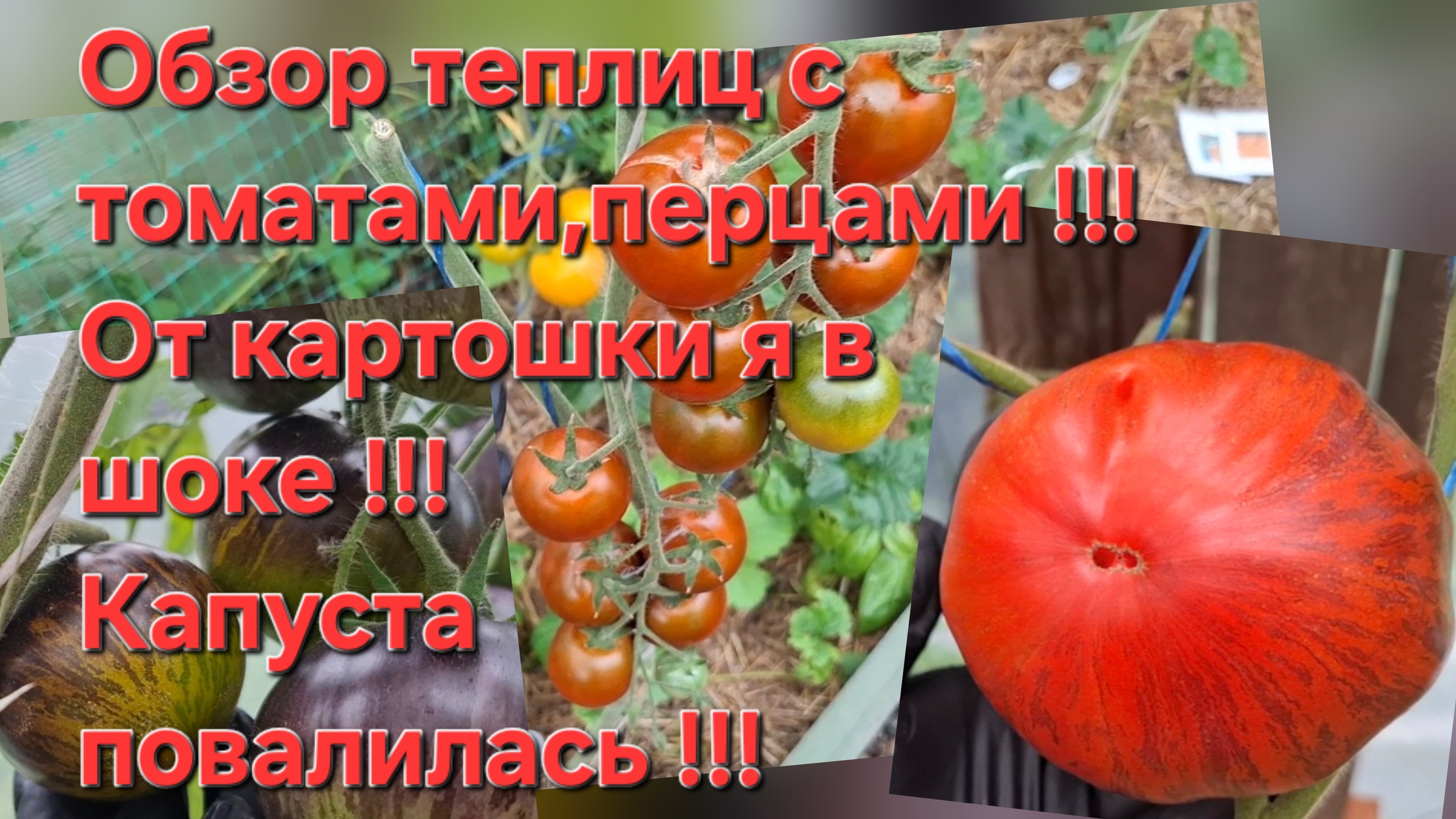Обзор теплиц с томатами и перцем!!! Картофель удивил!!! Капуста валится от тяжести!!!