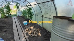 Копаем картофан. После уборки появились осенние цветы.