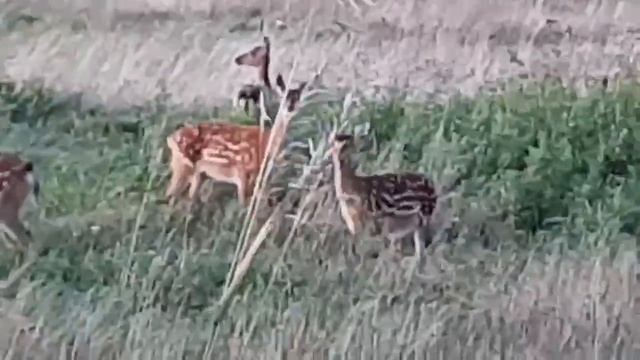 лоси на границе с Салаватом 