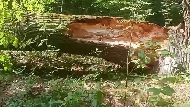 парк, достаточно интересно.