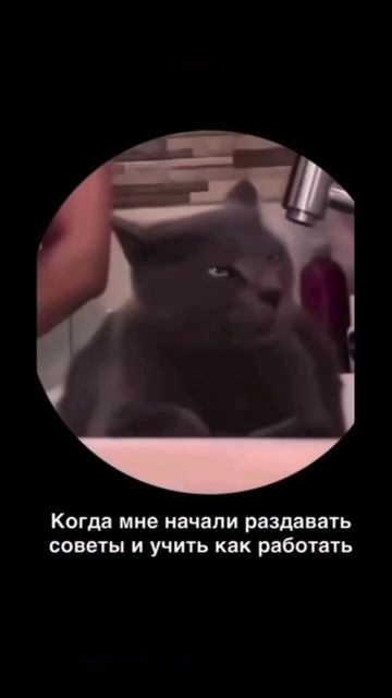 работа #работа #юмор #хасанстан #злойповар #общепит