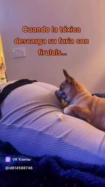 Prank On Dogs 🐕😀