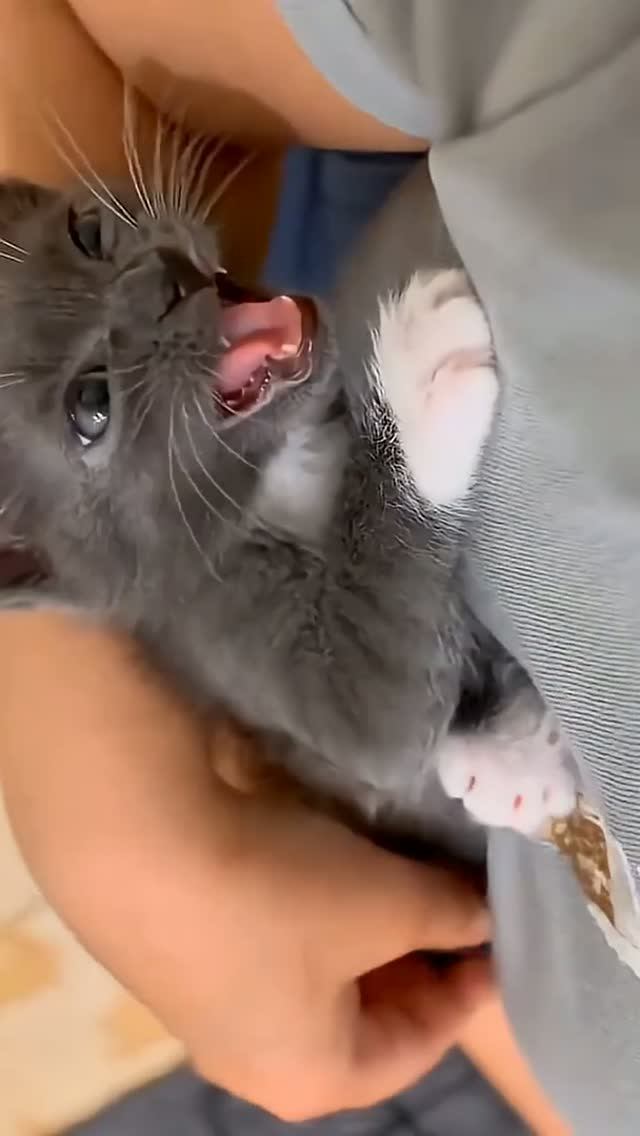 Funny Animals #funny #pets #dog #cat #animals #shortvideo #funnycats #funnydogs