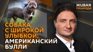 Эдгард Запашный. Американские булли: мощные добряки, покоряющие сердца