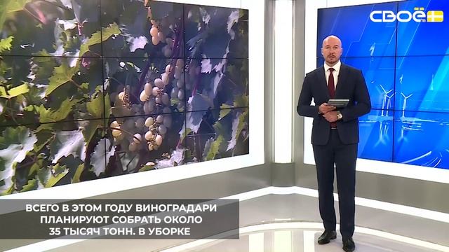 На Ставрополье начали убирать виноград