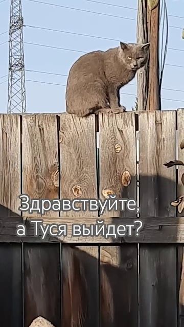 К Тусе ухажёр пришёл