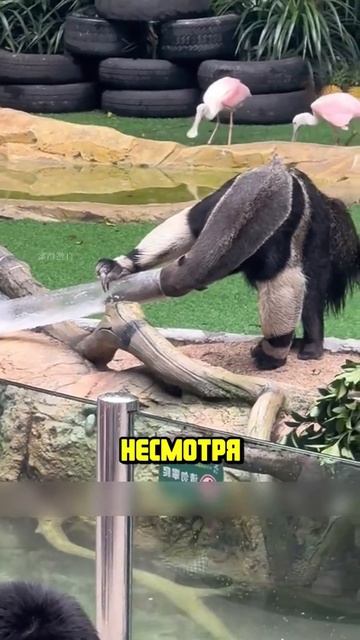 Я люблю всех животных😇