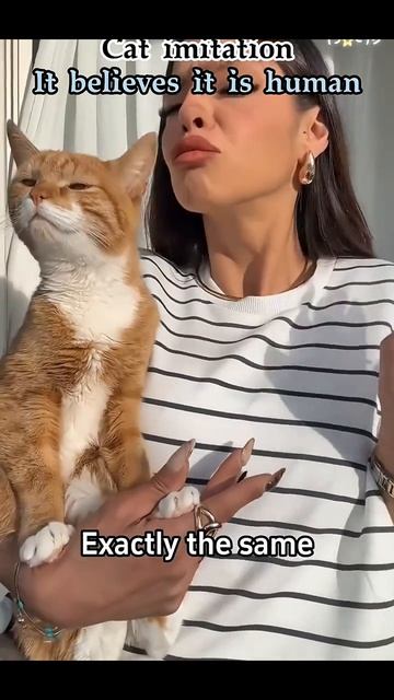 коте подражание