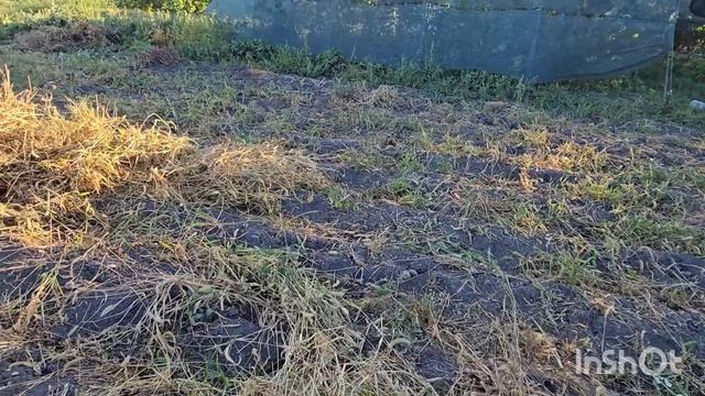 23.августа..влог...начали копать картошку