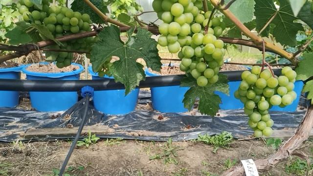 9. Жемчуг белый - виноград годный для выращивания на дачной гидропонике