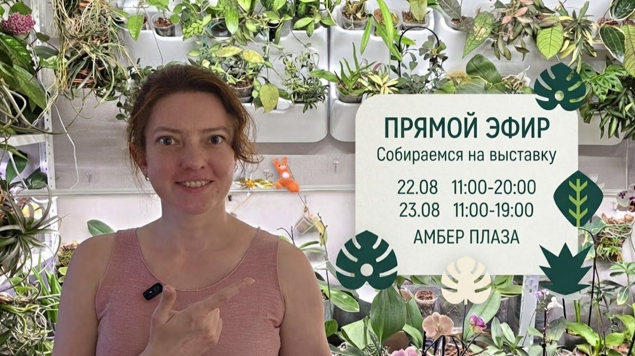 Прямые Трансляции