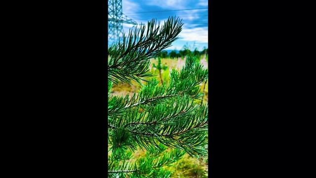 🌿🌲