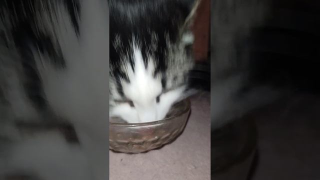 смешные животные, котики кушают