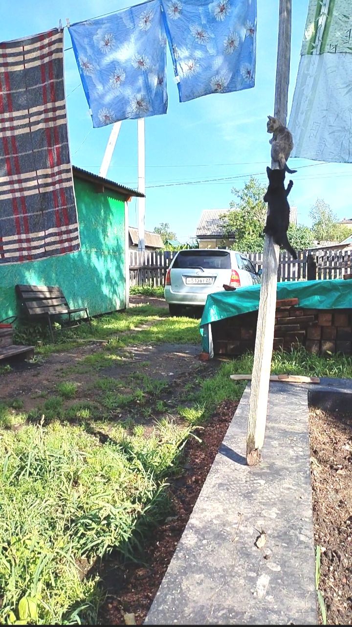 Хвостики.