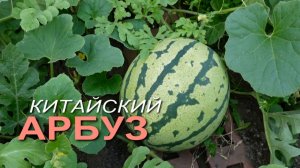 🔥 Сахарный Китайский Арбуз на Урале: Разрез, Взвешивание и Честный Дегустационный Обзор!