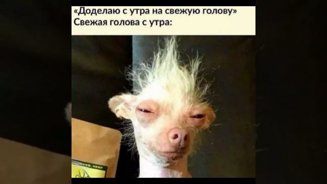 С утра . Юмор