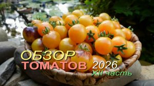 Обзор коллекционных сортов ТОМАТОВ сезона 2026 🍅XII часть