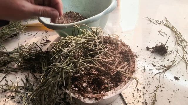 Дождалась, но еле влезла. Пересадка на фитиль - хойя Линеарис.
