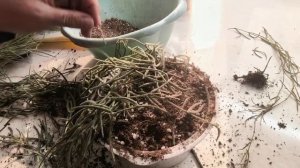 Дождалась, но еле влезла. Пересадка на фитиль - хойя Линеарис.