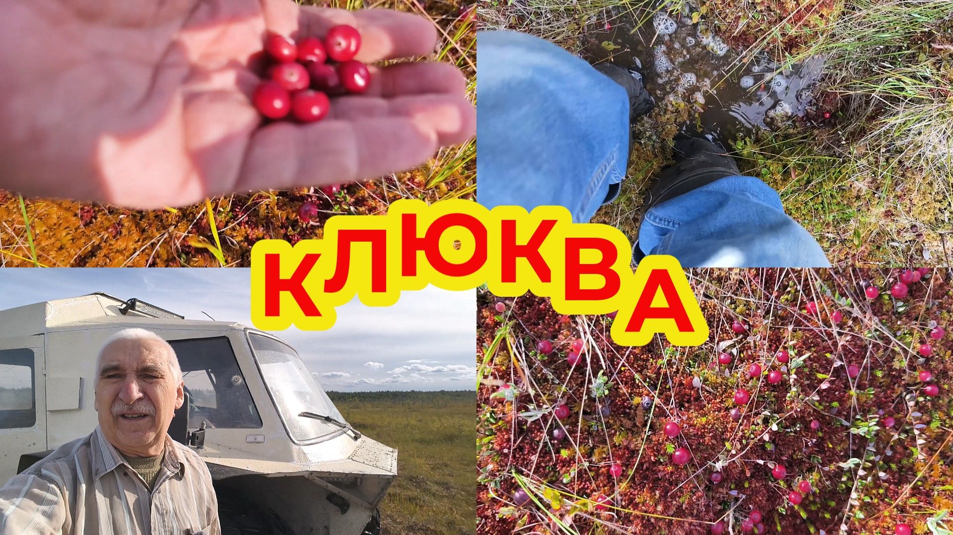 Клюква