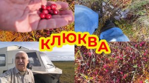 Клюква