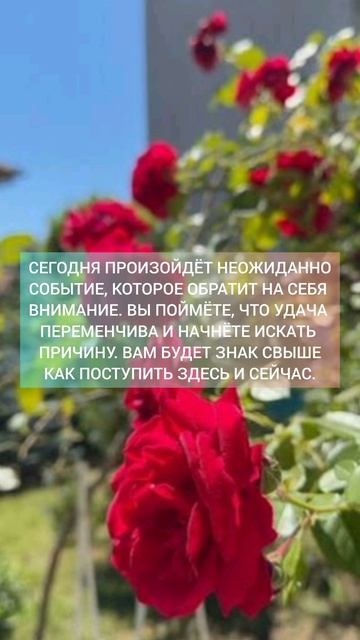 ЧТО БУДЕТ СЕГОДНЯ🗓