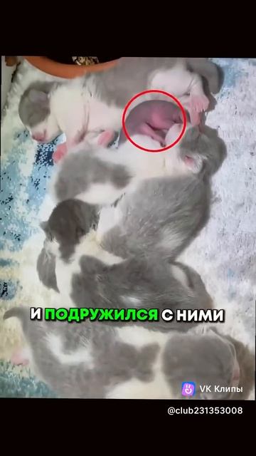Спасение бельчонка