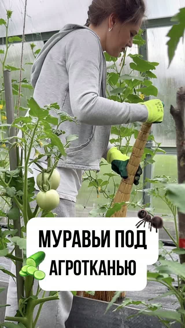МУРАВЬИ ПОД АГРОТКАНЬЮ