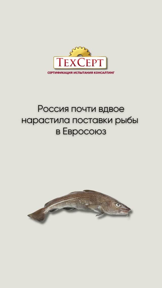 🐟 Россия почти вдвое нарастила поставки рыбы в Евросоюз #новости #news