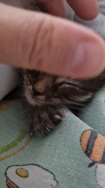 МАЛЕНЬКИЙ КОТЁНОК СПИТ🤗🥰💕💕