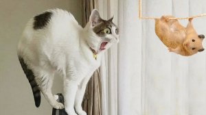 СМЕШНО ДО СЛЕЗ 😹😍 СМЕШНЫЕ КОТЫ, ЛУЧШИЕ ПРИКОЛЫ С КОТАМИ, КОШКИ, ЖИВОТНЫЕ 🥰